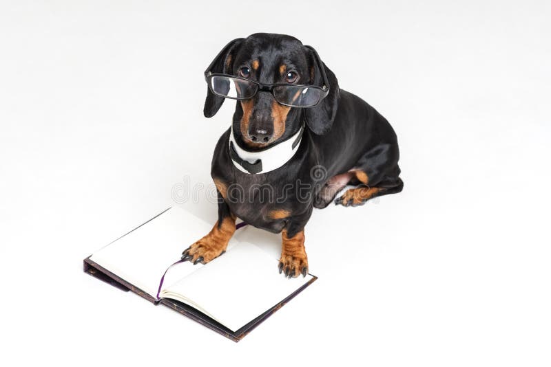Χαριτωμένο σκυλί, ο Μαύρος και μαύρισμα dachshund, στα γυαλιά και στο ανοικτό βιβλίο, σημειωματάριο, στο γκρίζο υπόβαθρο στοκ φωτογραφία